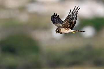 Wiesenweihe - Weibchen // Montagu's harrier - female (Circus pygargus)