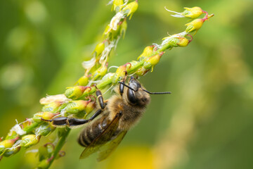 Honey Bee - Apis mellifera, common popular eusocial flying insect native to meadows and woodlands of mainland Afro-Eurasia, Czech Republic.