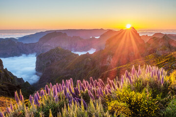 View from Pico do Arieiro of mountains over clouds with Pride of Madeira flowers and blooming...