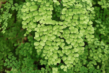 Selective focus nature green leaves light green color, Maidenhair Fern or Adiantum capillus veneries  leaves shape and nature designed are beautiful background
