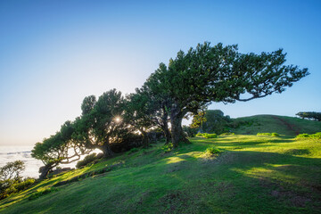 Centuries-old til trees in fantastic magical idyllic Fanal Laurisilva forest on sunrise. Madeira island, Portugal