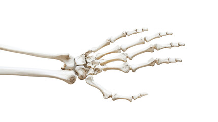 Human hand skeleton on transparent background