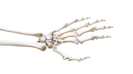 Human hand skeleton on transparent background