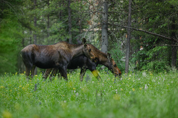 Shira moose in Rocky Mountains of Colorado