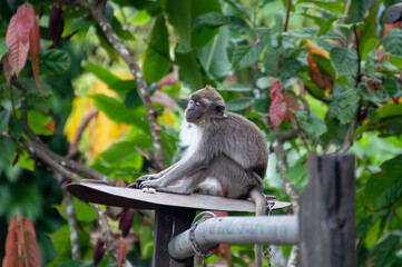 long macaque