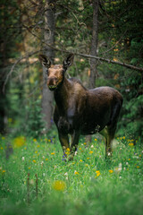 Cow moose in the forest in Colorado