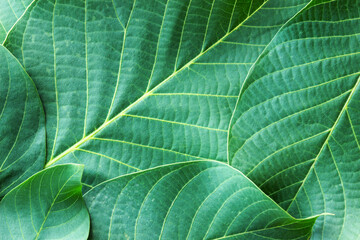 Bright green walnut leaves. Abstract background.