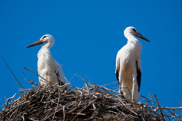 A couple of white storks standing on their nest made of branches and twigs, high up on a nesting pole, against a blue sky.