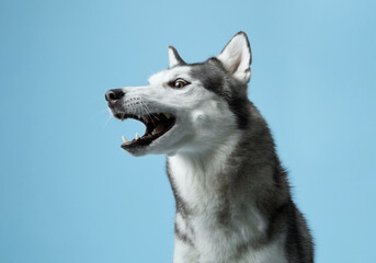 A Siberian Husky dog, mouth agape and eyes alight, catches a treat against a soft blue sky-like background. The snapshot captures the dog eager anticipation and joyful expression mid-action