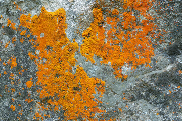 Orange Lichen on Grey Rock in Rockies