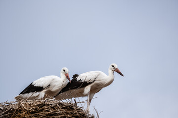 A couple of white storks standing on their nest made of branches and twigs, high up on a nesting pole, against a blue sky.