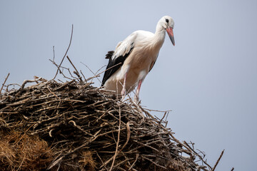 A white stork standing on his nest made of branches and twigs, high up on a nesting pole, against a blue sky.