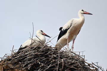 A couple of white storks standing on their nest made of branches and twigs, high up on a nesting pole, against a blue sky.