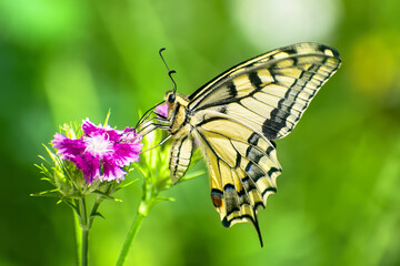 Naklejka premium On sunny summer day beautiful yellow butterfly sits on bright pink flower side view on blurred background of nature