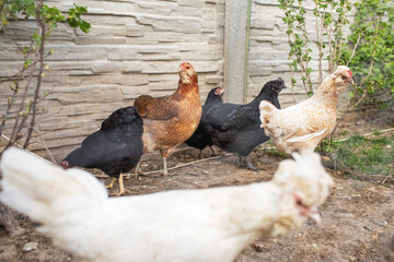 Chicken grazing in garden.Spring season.