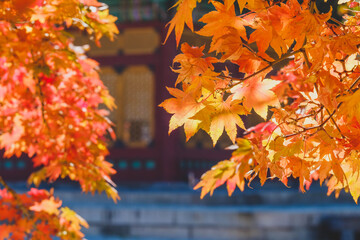 Maple tree  on the roof of a tiled house
