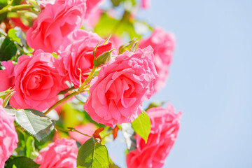 瑞々しいカラフルな満開の薔薇