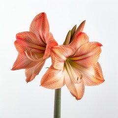 Medium shot of amaryllis, isolated on a white background, bright and vivid tonality 