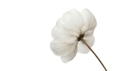 Cotton flower on transparent background