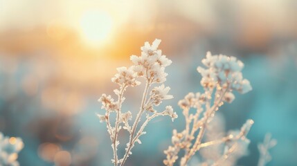 A frosted plant sparkles beautifully under the soft glow of winter sunlight