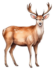 Obraz premium PNG Wildlife animal mammal deer.