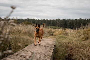 Naklejka premium Belgian Malinois dog walking on a wooden path through a grassy field with forest in the background