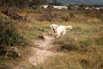 Obraz premium A golden retriever running on a dirt path in grassy field with trees and mountains in the background