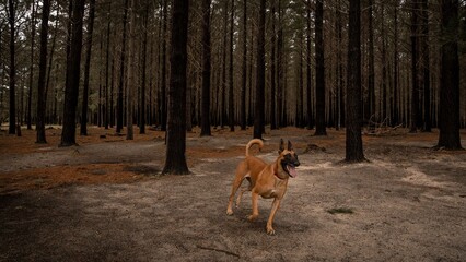 Happy Belgian Malinois dog running through a dense forest with tall trees and fallen leaves