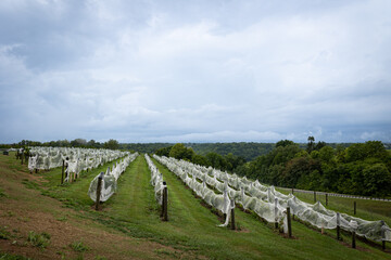 Fototapeta premium A vineyard in rural Kentucky with vines covered in white mesh to deter birds and pests from the grapes.