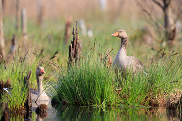 Geese nesting among the grass in the pool
