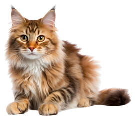 PNG Mammal animal kitten pet.
