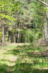 Forest path in spring
