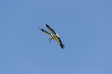 Two storks against the blue sky
