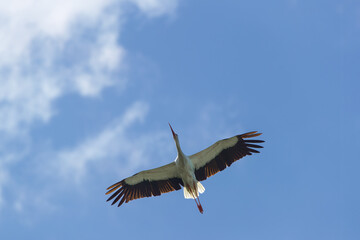 A stork against the sky flying towards the clouds