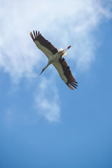 A stork soaring against the background of the sky and clouds