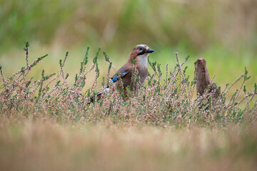 A jay among colorful heather