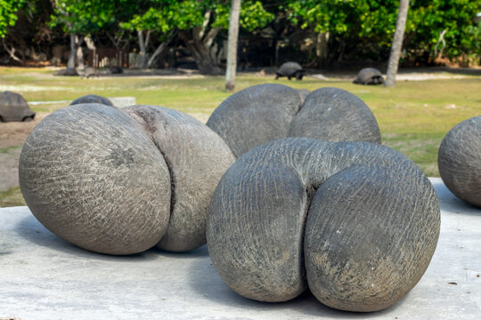 Fruit of the coco de mer (sea coconut), also called love coconut, coco-fesse, Curieuse island, Seychelles
