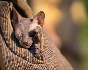 Canadian Sphynx cat washing his face with a paw. Bald cat with wrinkled skin covers his face with his paw. Close-up view of cute hairless cat in bag.
