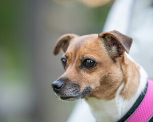 Frontal portrait of dog Jack Russell Terrier breed. Portrait of a Jack Russell Terrier, close-up on the side. 