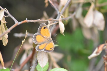 Southern gatekeeper butterfly (Pyronia cecilia "lobito listado") with spread wings