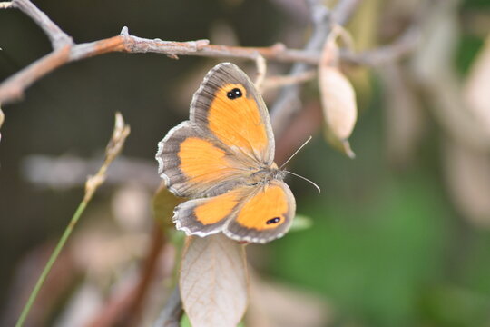Southern gatekeeper butterfly (Pyronia cecilia "lobito listado") with spread wings