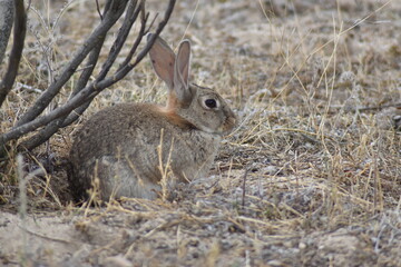 Nice wild rabbit profile close-up