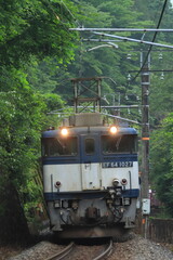 Naklejka premium 新緑が美しい初夏の中央西線を力強く走るEF64形牽引の貨物列車(81レ)_2024/7/6撮影