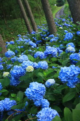 雨上がりに雫を花びらに乗せて美しく輝く紫陽花の花たち