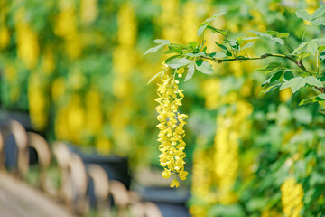 色が珍しい黄色の瑞々しいフジの花