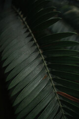 Naklejka premium background of a leaf