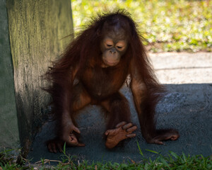 Naklejka premium Orangutan 