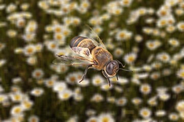 Beautiful wild Bees scooping flowers in garden