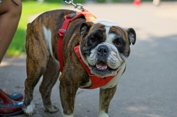 Happy Bulldog in Park with Red Harness