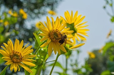 Bee on Bright Yellow Sunflower